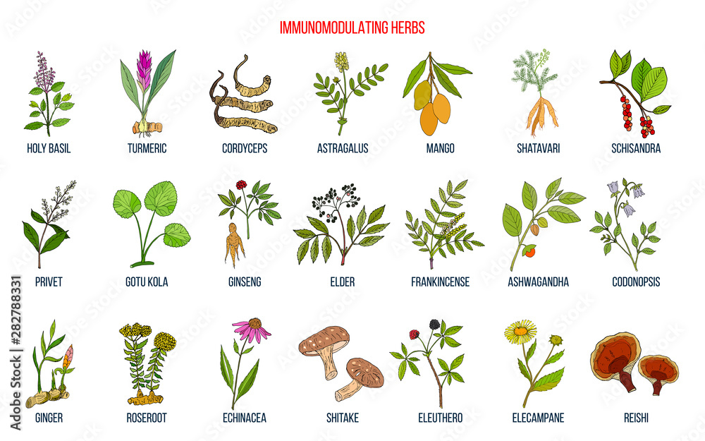 Best medicinal herbs for the immune system Stock Vector | Adobe Stock