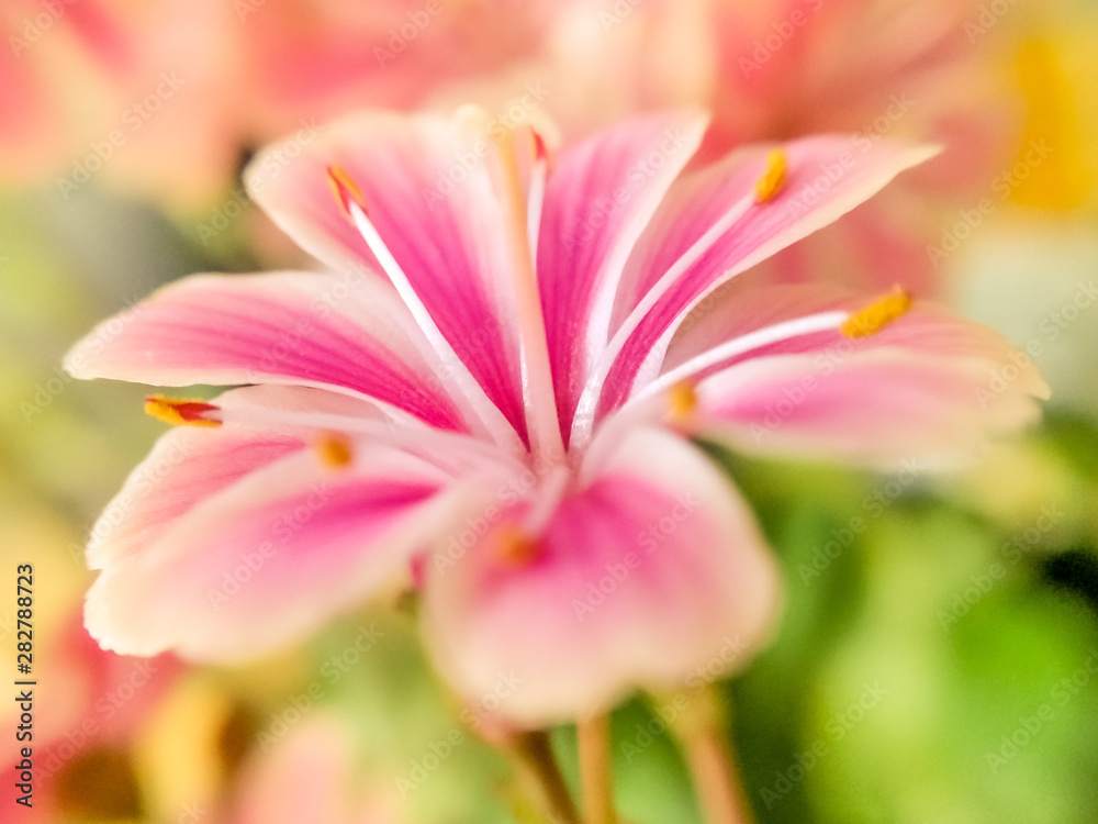 macro di fiore di lewisia