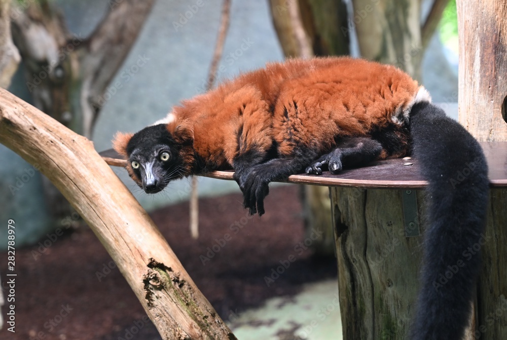 Obraz premium a red ruffed lemur controls the surrounding environment