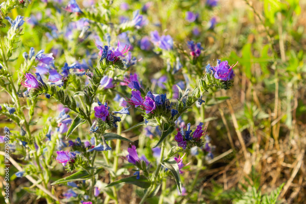 Thyme grass Breckland, wild thyme Breckland, creeping thyme or thyme bloom. Culinary ingredient and aromatic spice in natural environment Thyme grass Breckland, wild thyme Breckland, creeping thyme or thyme bloom. Culinary ingredient and aromatic spice in natural environment