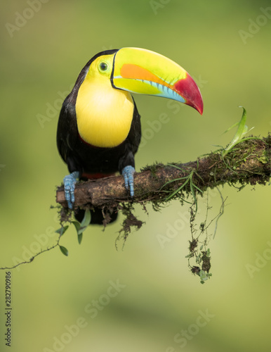 Toucan on a branch in nature