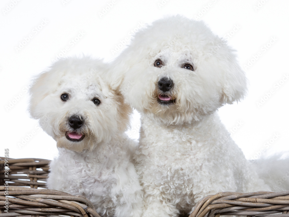 Two Bichon Frise dogs posing together in a studio. Image taken with a white background. Isolated on white. - obrazy, fototapety, plakaty 