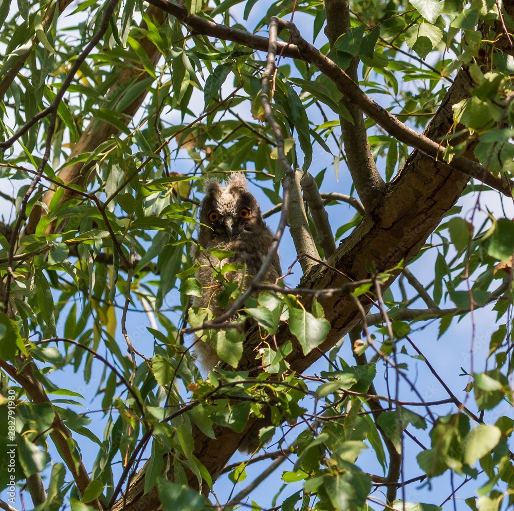 Fototapeta premium ein junger Waldohreulen Ästling auf einem Ast