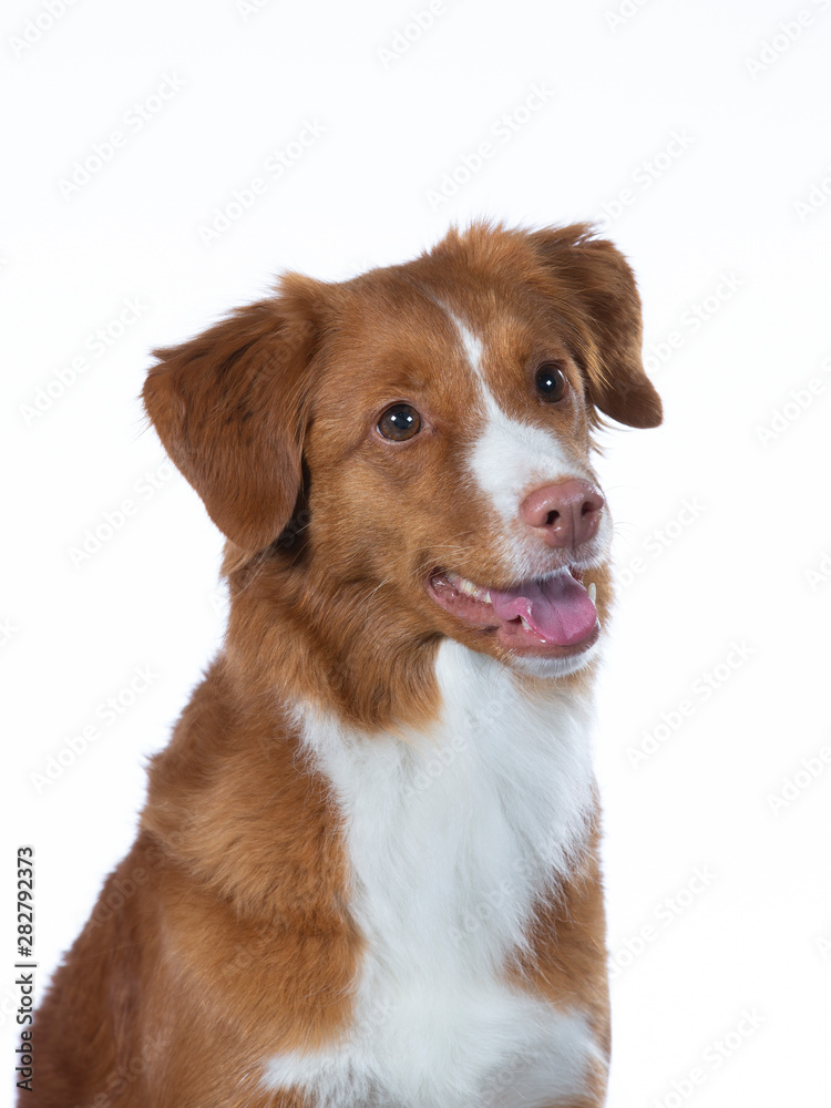 Toller dog portrait in a studio. Image taken with a white background. Isolated on white.