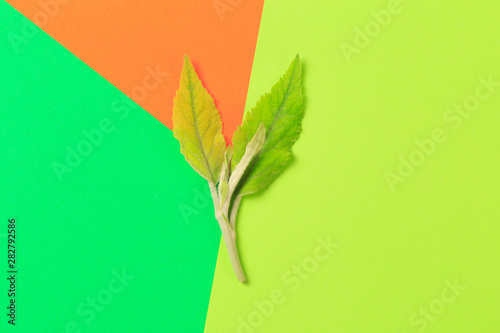 Green leaf on color background