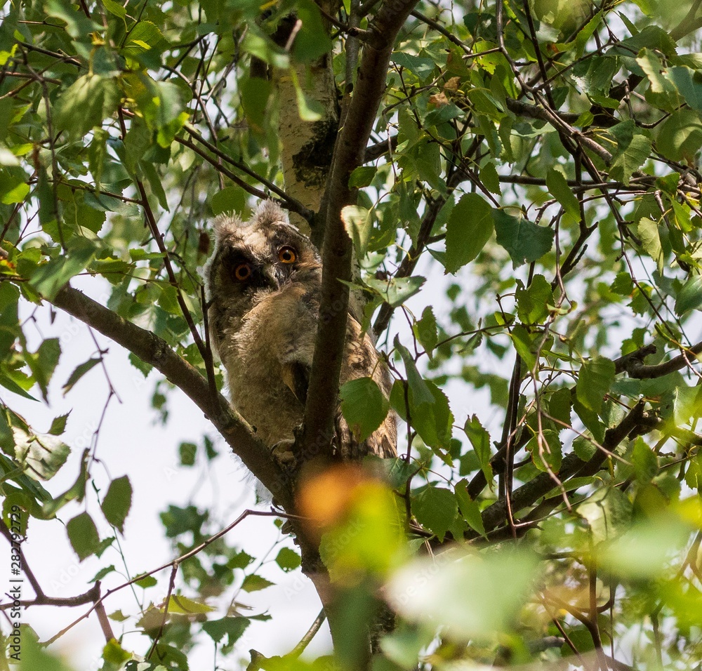 Fototapeta premium ein Ästling schaut neugierig