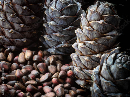  pine cone, close-up pine nuts 