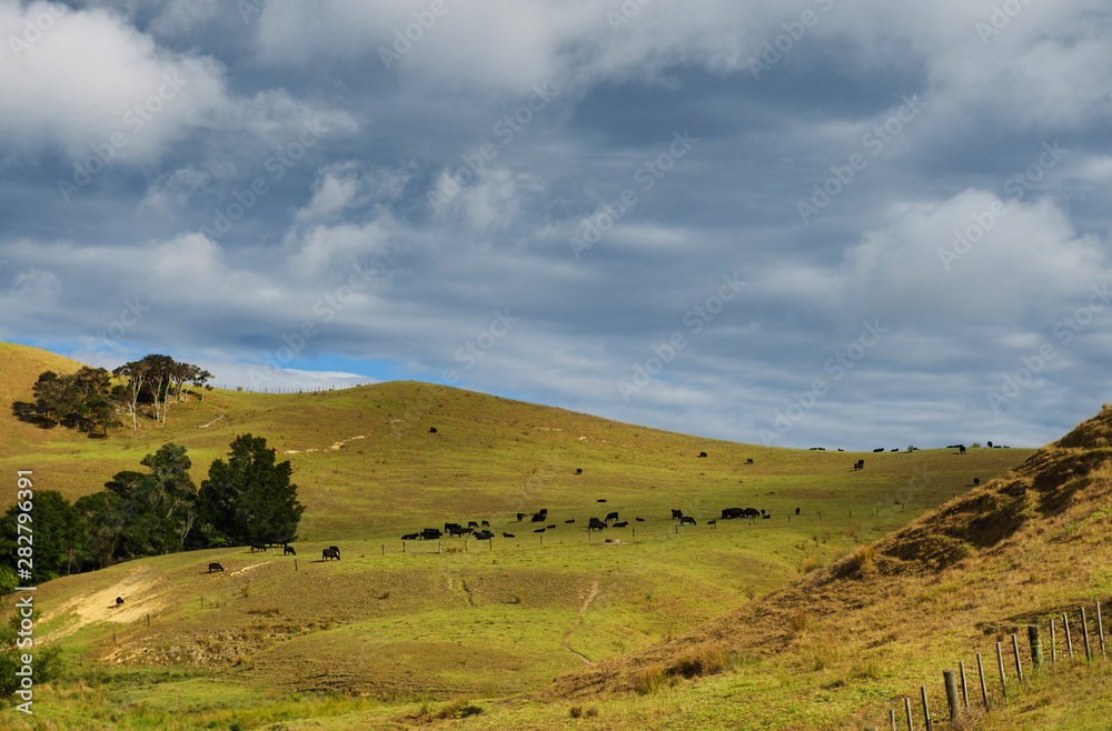 Cows eating grass on the mountains of the north island of New Zealand. Scenery landscape of New Zealand. Cows graze on a green meadow on a sunny summer day. New Zealand nature, holidays, travel 
