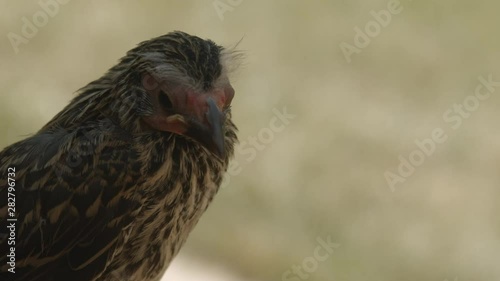 Closeup of a Fledgling Redwing Blackbird Chick perched in the Shade