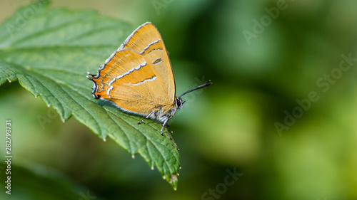 Brown Hairstreak, the male, on the blackcurrent leaf
