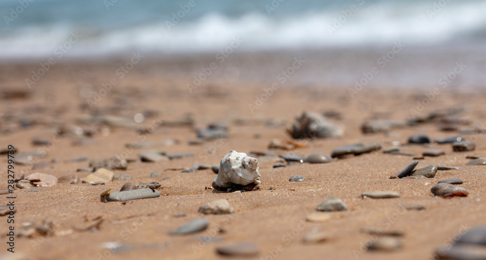 seashell on the sandy beach of the sea