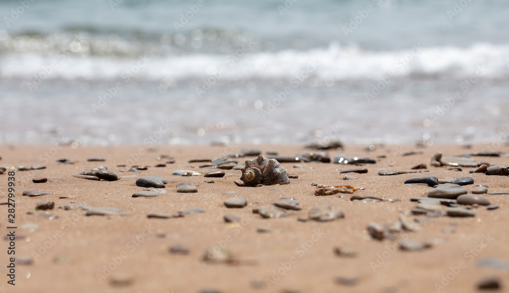 seashell on the sandy beach of the sea seashell on the sandy beach of the sea