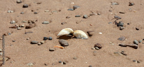 seashell on the sandy beach of the sea