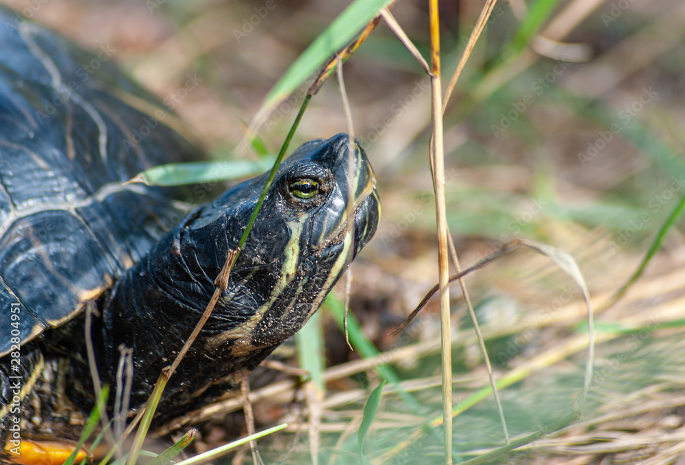 Head of Tropical red-eared turtle in wild life, close-up Head of Tropical red-eared turtle in wild life, close-up