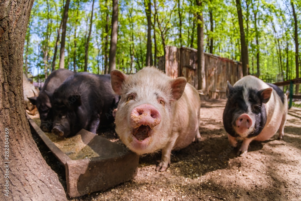Pig animal on farm, mammal domestic nose, swine closeup. Pig animal on farm, mammal domestic nose, swine closeup.