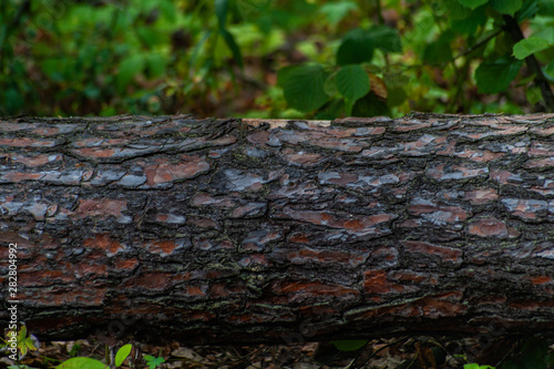 Horizontal pine trunk lays in the forrest - good picture for background or label for your text