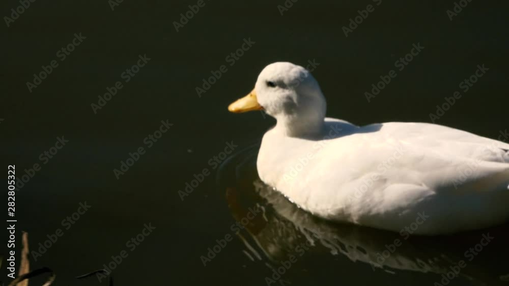 Pekin duck out in nature during the day time. Pekin duck out in nature during the day time.