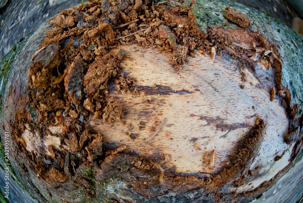 Texture de copeaux de bois sur un tronc d'arbre coupé