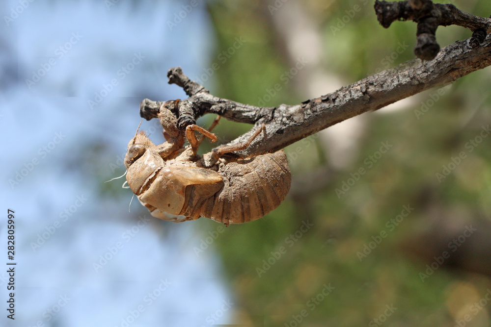 Fototapeta premium je sors de tarre