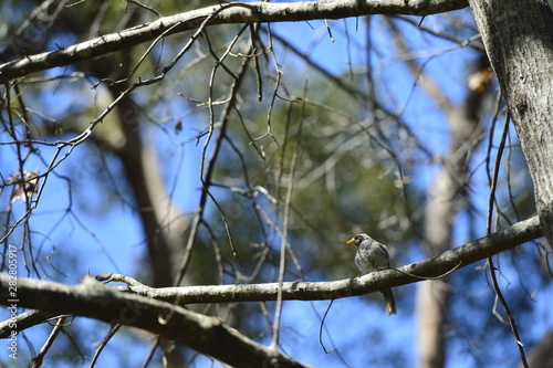 Wallpaper Mural bird Torontodigital.ca