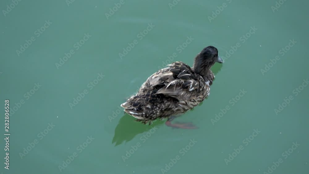 4K. Ultra HD. Duck bathing in the river, cooling its head. Duck getting ...