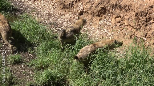 4K. Ultra HD. Hyenas sniffing and looking for food. On a natural background, full of trees. Warm weather in summer. Carnivorous and aggressive hyenas.