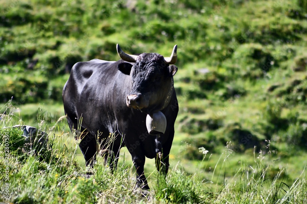 Fototapeta premium Vache noire alpes suisses