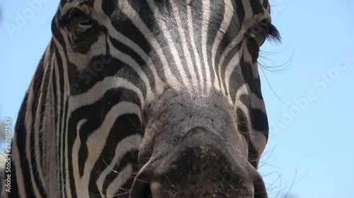 4K. Ultra HD. Zebra's eye close-up. Zebra looking around. Near the camera. South Africa. South African wild animals.