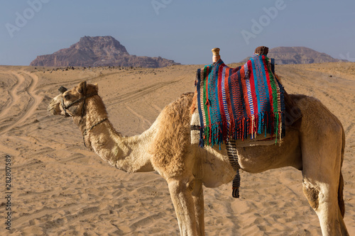 Dromedar camel in the background sands of hot desert  Egypt  Sinai