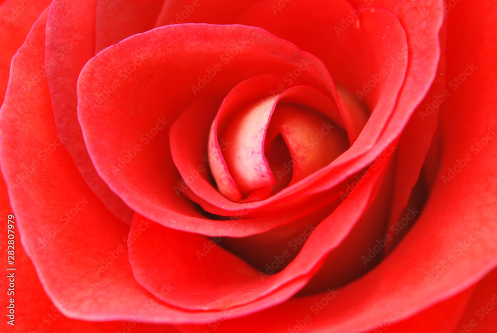 Flower Flower