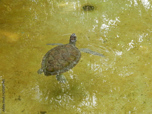 tortoise turtle in water