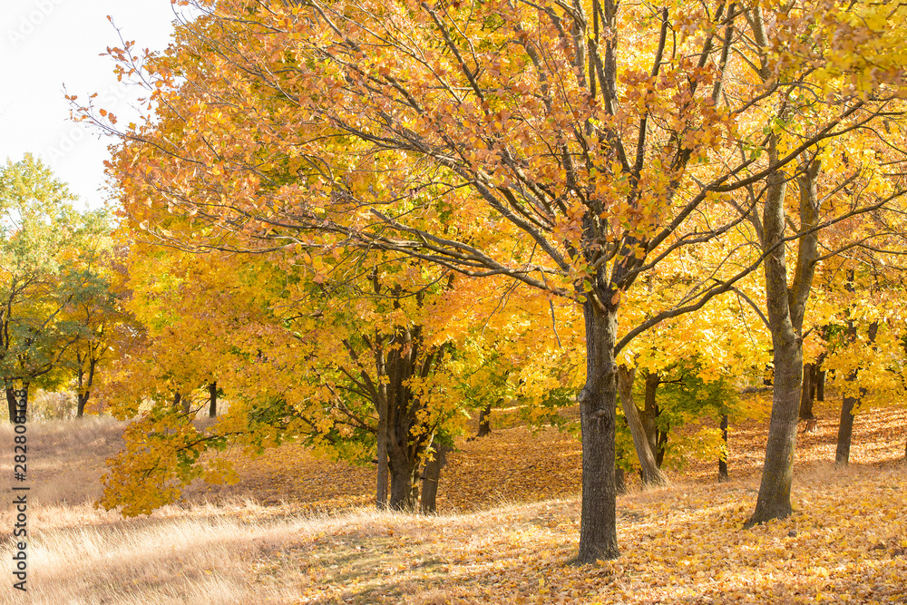 Red and Orange Autumn Leaves Background, Golden autumn in warm colors Red and Orange Autumn Leaves Background, Golden autumn in warm colors