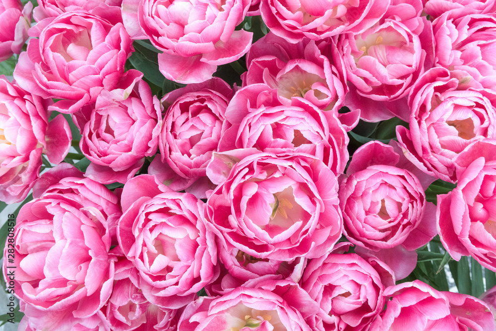 Full-frame of a pink blooming tulips flowers seen from a high angle view Full-frame of a pink blooming tulips flowers seen from a high angle view