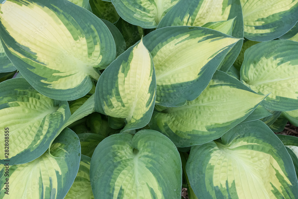 Obraz premium High-angle view of hosta plant leaves in a full-frame image