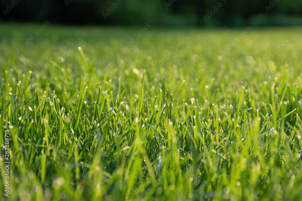 Natural background of blurred bokeh texture, green grass, close up, shallow depth of focus. Fresh beautiful pattern expired by nature, freshness, meadow in the sun at sunset or sunrise Natural background of blurred bokeh texture, green grass, close up, shallow depth of focus. Fresh beautiful pattern expired by nature, freshness, meadow in the sun at sunset or sunrise