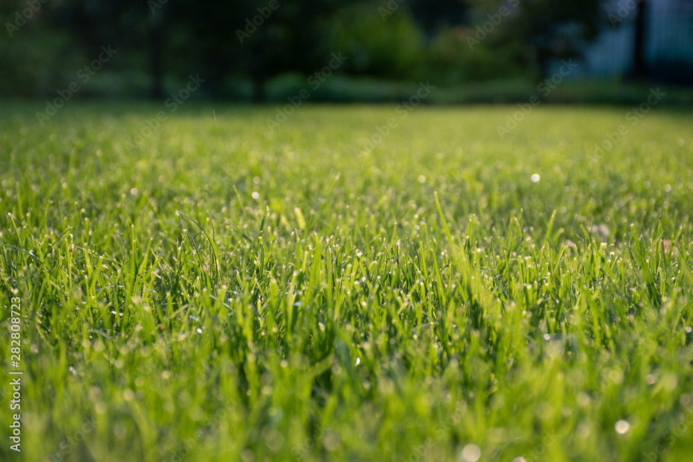 Natural background of blurred bokeh texture, green grass, close up, shallow depth of focus. Fresh beautiful pattern expired by nature, freshness, meadow in the sun at sunset or sunrise Natural background of blurred bokeh texture, green grass, close up, shallow depth of focus. Fresh beautiful pattern expired by nature, freshness, meadow in the sun at sunset or sunrise