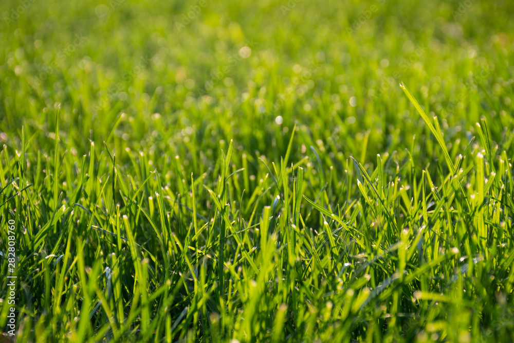 Natural background of blurred bokeh texture, green grass, close up, shallow depth of focus. Fresh beautiful pattern expired by nature, freshness, meadow in the sun at sunset or sunrise