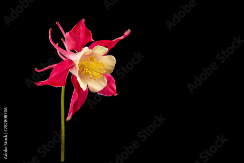 Pink wild colombine flower on a black background photo