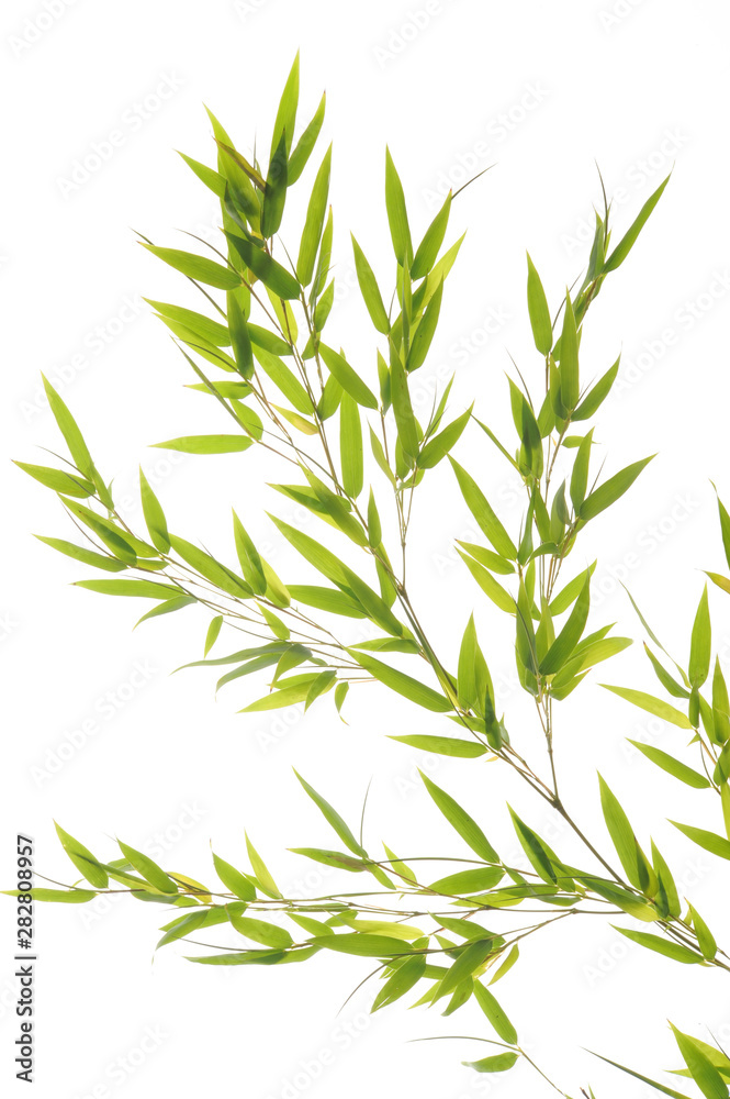 Naklejka premium Flower