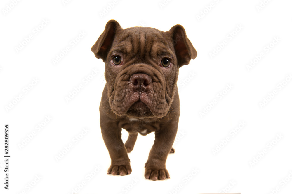 Front view of a standing old english bulldog puppy leaning forward and looking straight in the camera isolated on a white background