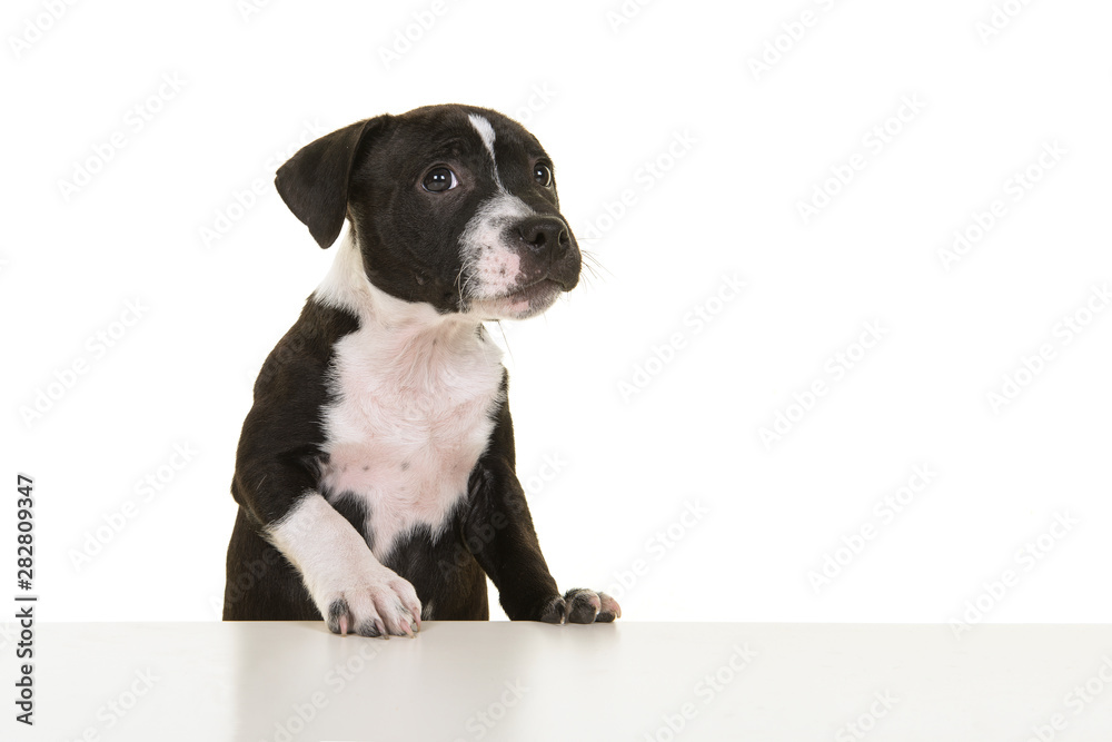 Cute black and white stafford terrier puppy on a white background Cute black and white stafford terrier puppy on a white background