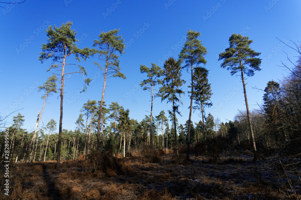 lonely pine trees in the winter forest and blue sky without clouds lonely pine trees in the winter forest and blue sky without clouds