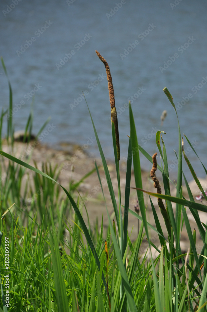 Obraz premium Zbliżenie kwitnienia typha (trzcina, sitowie, trzcina, ożypałka).