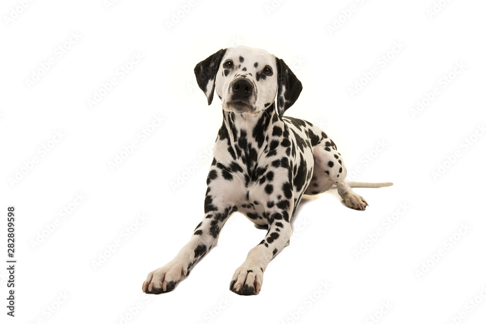 Dalmatian dog lying down looking at camera isolated on a white background
