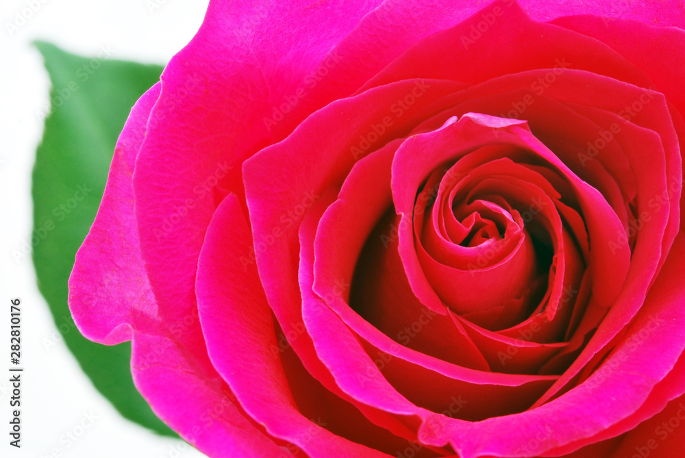 Flower Flower