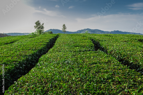 Tea gardens in the foothills of western ghat photo