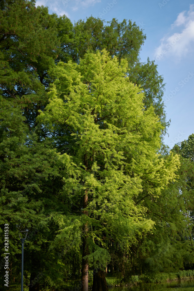 Taxodium distichum fresh foliage. Taxodium distichum fresh foliage.