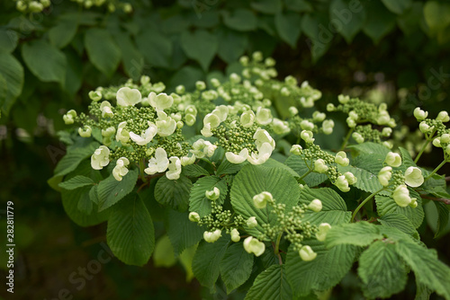 Viburnum plicatum photo