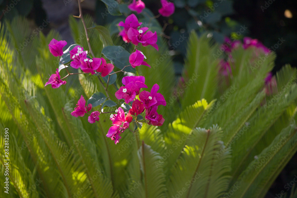 Obraz premium flowers