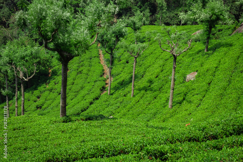 Tea gardens in the foothills of western ghat Tea gardens in the foothills of western ghat